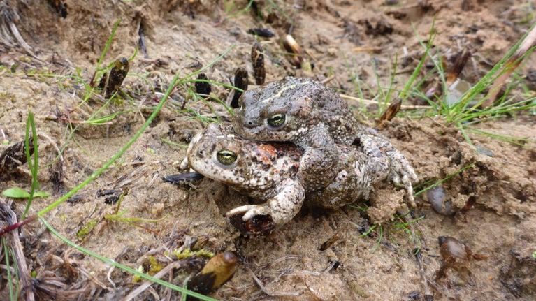 Two Natterjack Toads mating on the ground at Sandscale Haws, Cumbria